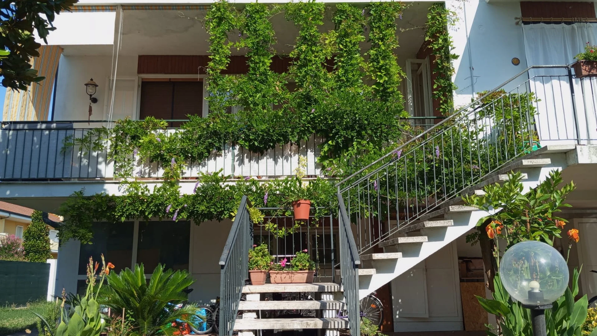 Il glicine ci concede ancora i suoi fiori in piena estate... e la sua fresca ombra ci ripara sul terrazzo